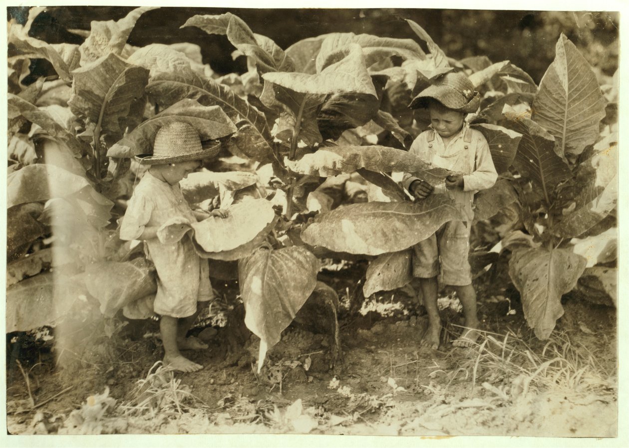 Amos 6 und Horace 4 wurmen und saugen Tabakspflanzen den ganzen Tag für ihren Vater John Neal in Warren County, Albaton, Kentucky, 1916 von Lewis Wickes Hine
