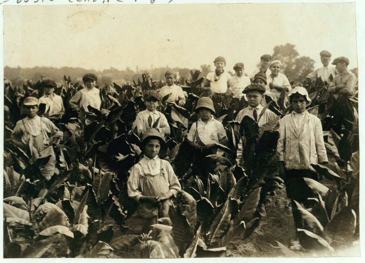 Goodrich Tabakfarm, in der Nähe von Gildersleeve, Connecticut, 1917 von Lewis Wickes Hine