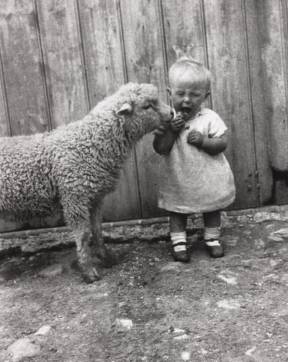 Lamm interessiert sich für den Snack eines kleinen Kindes, ca. 1930er von Unbekannt Unbekannt