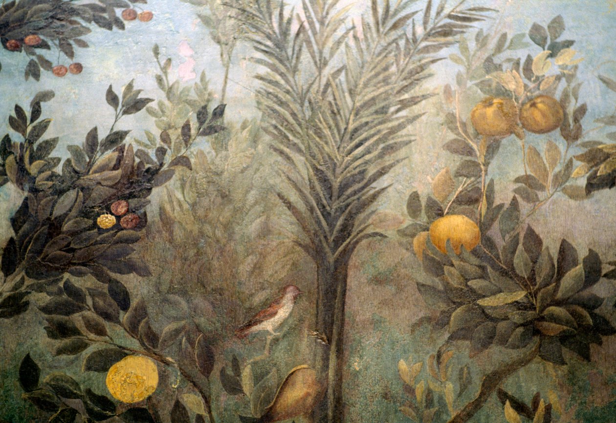 Granatapfelbaum, Detail eines Freskos, das einen Garten mit Obstbäumen und Vögeln darstellt, aus dem Haus der Livia auf dem Palatin, Rom, Italien. Römische Zivilisation von Unbekannt Unbekannt