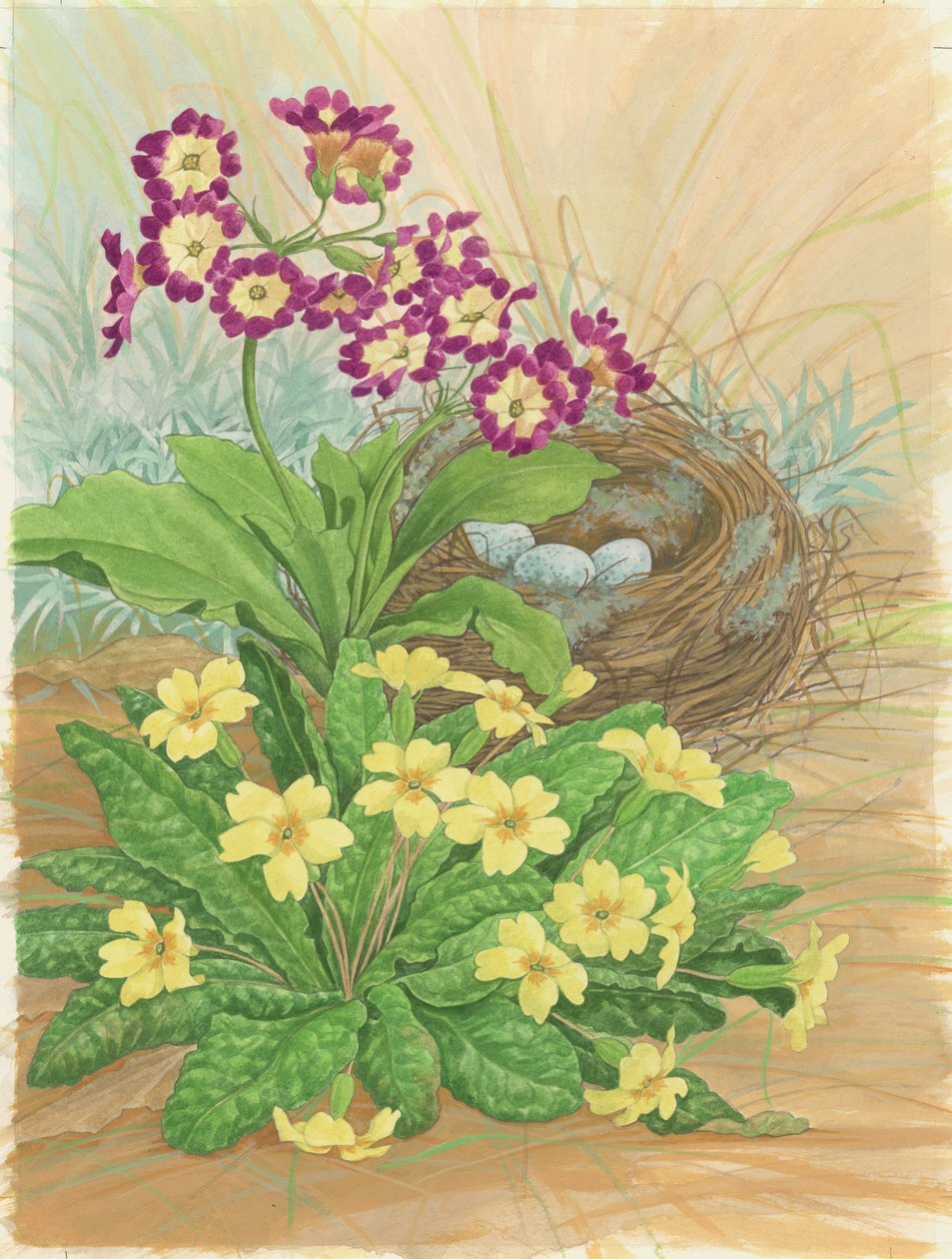 Aurikel, Primel und Nest, 1998 von Linda Benton