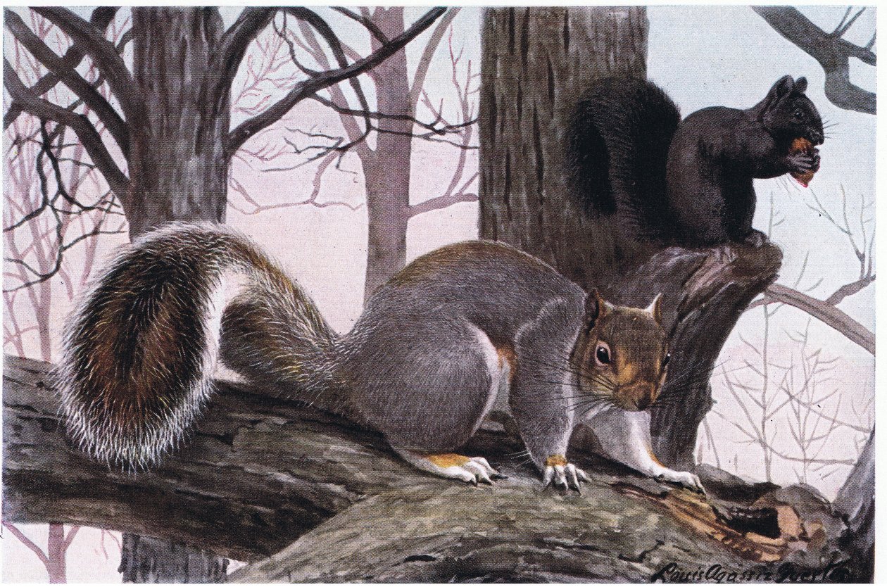 Östliches Grauhörnchen, Fell ist schwarz und tan mit weißen Spitzen von Louis Agassiz Fuertes