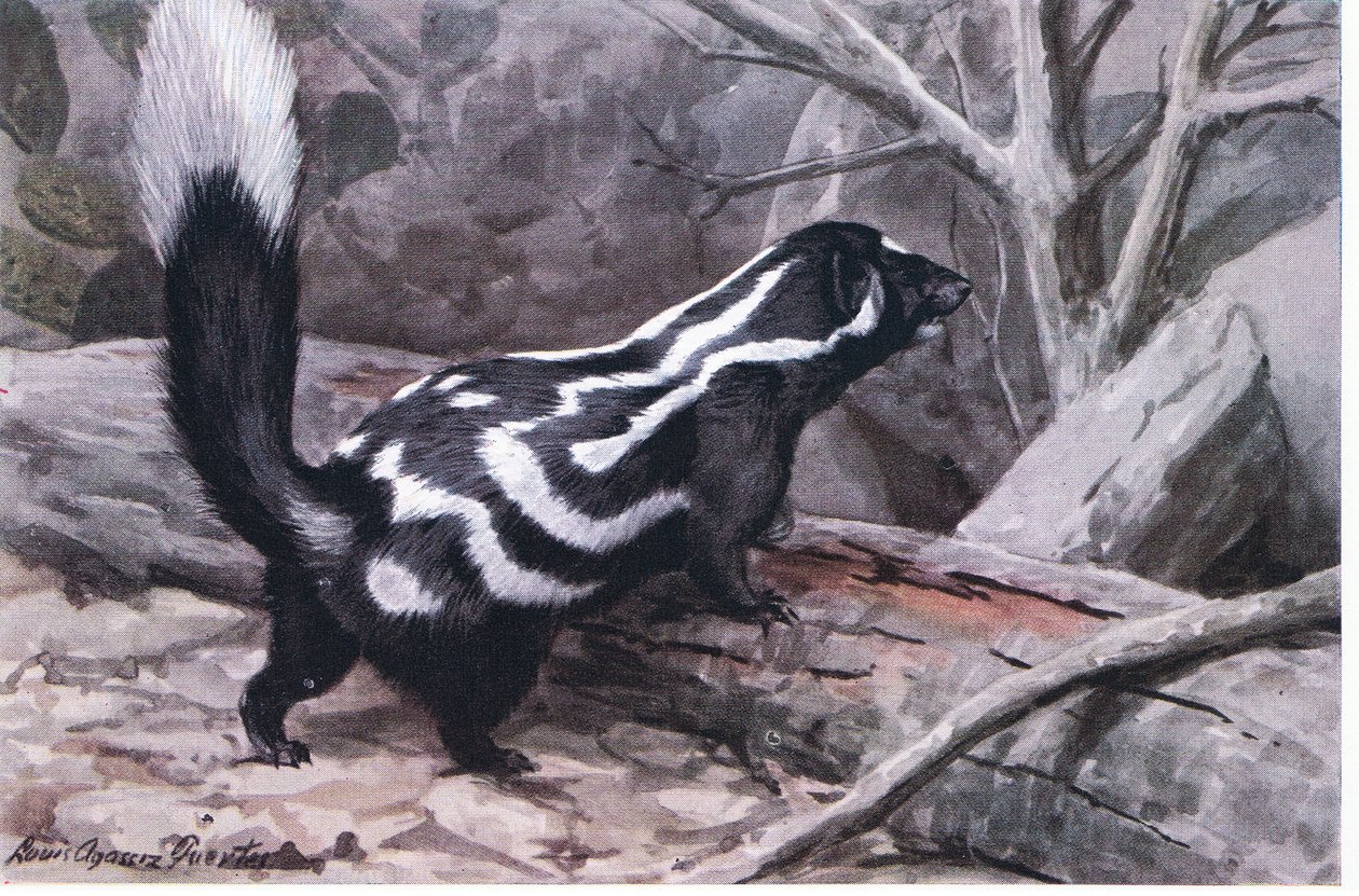 Geflecktes Stinktier, ein sportliches Zickzack aus Flecken und Streifen schmückt ein glänzendes Fell. Kleinster der Stinktiere von Louis Agassiz Fuertes