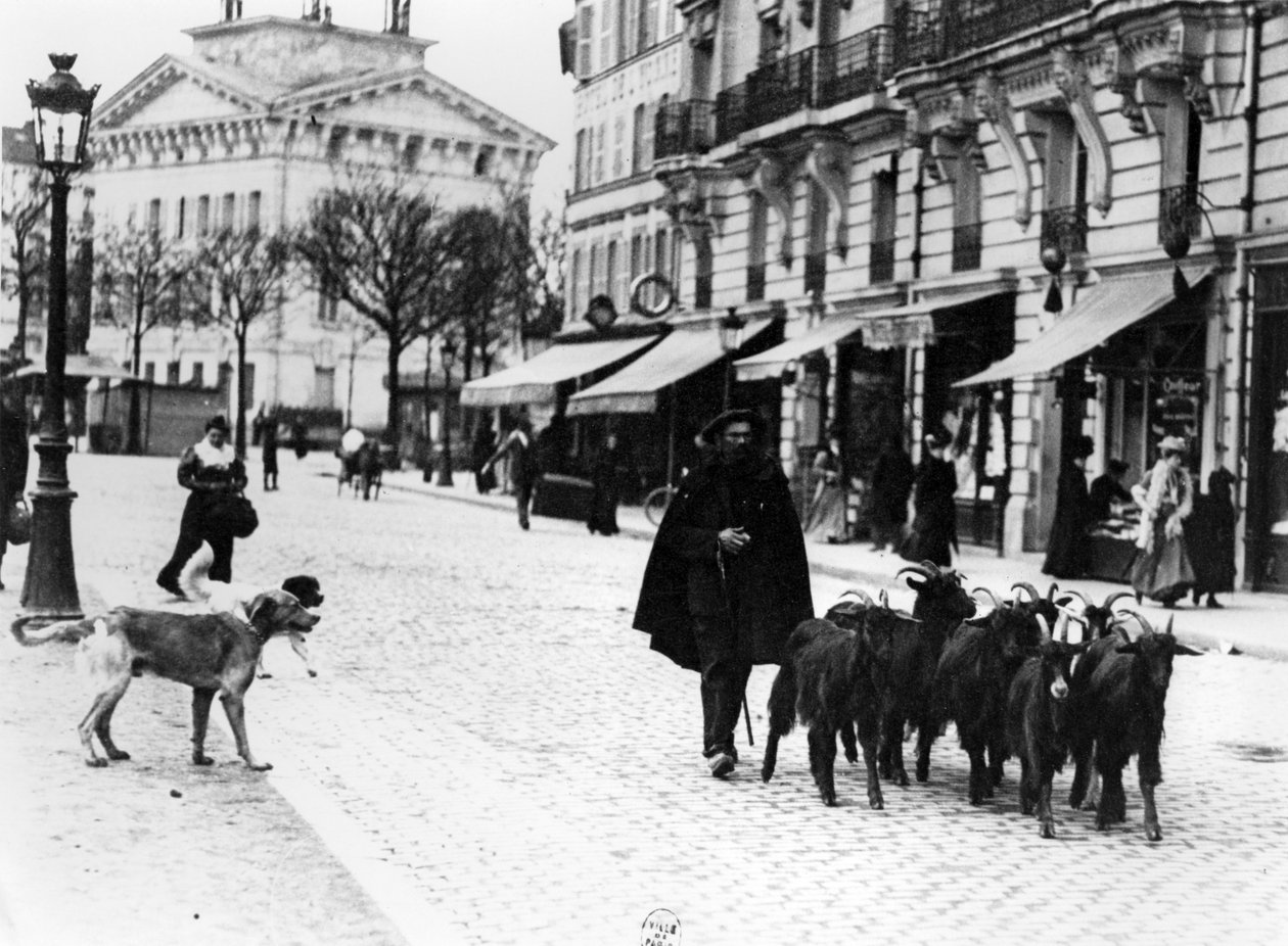 Ziegenhirte treibt seine Herde in der Cours de Vincennes, Paris von Louis Vert