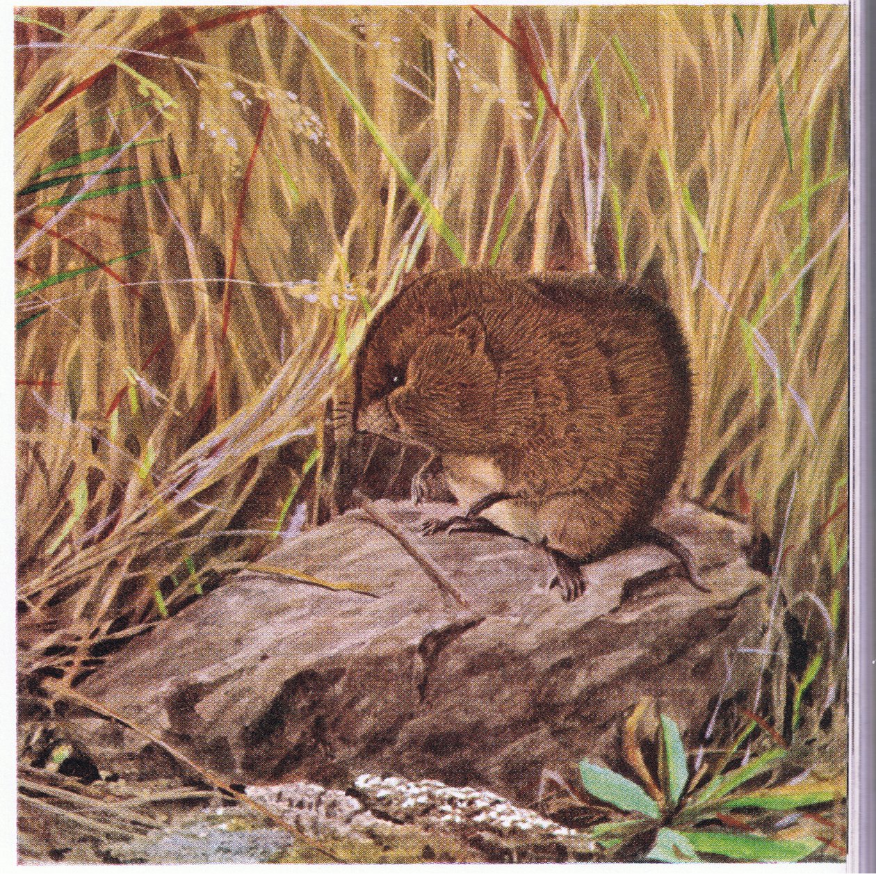 Feldmaus oder Wühlmaus, immer wachsam, beobachtet seine Autobahn durch einen verworrenen Wald aus Gras von Louis Agassiz Fuertes