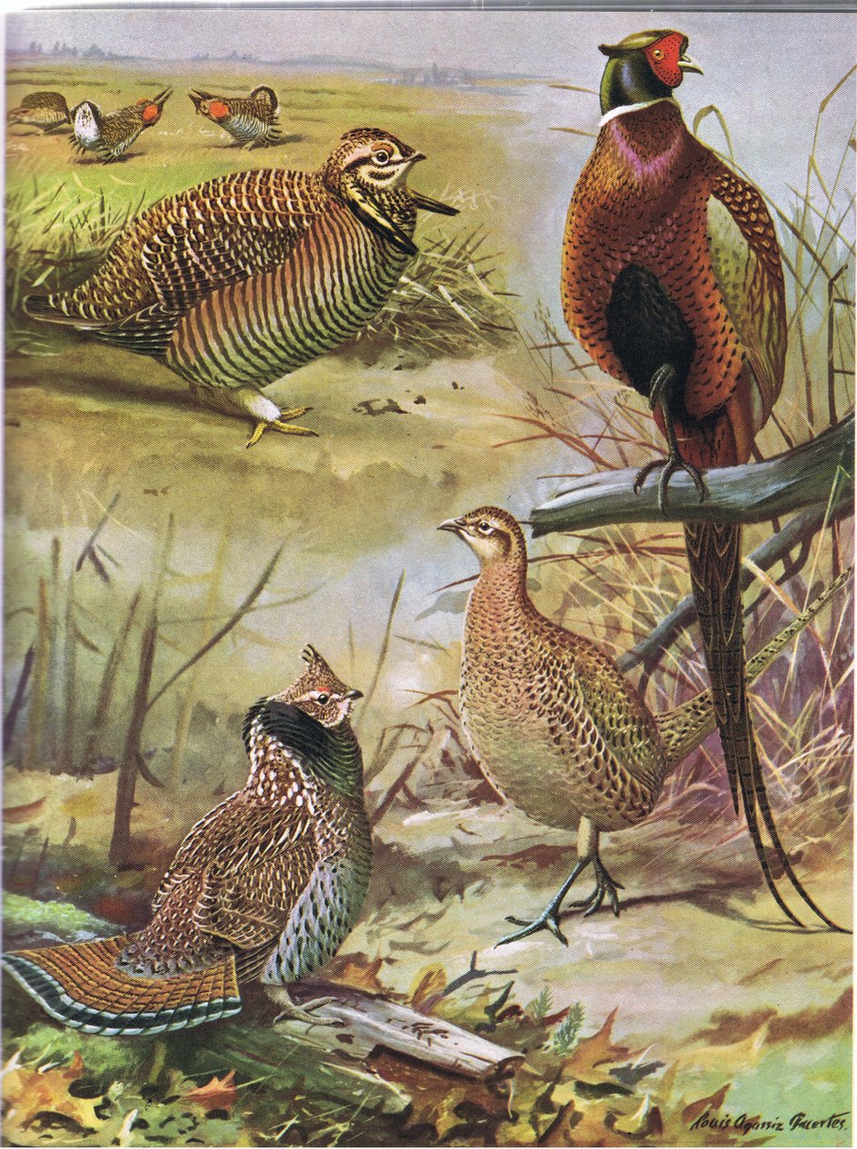 Heidehuhn, Ringfasan, Östliches Haubenhuhn von Louis Agassiz Fuertes