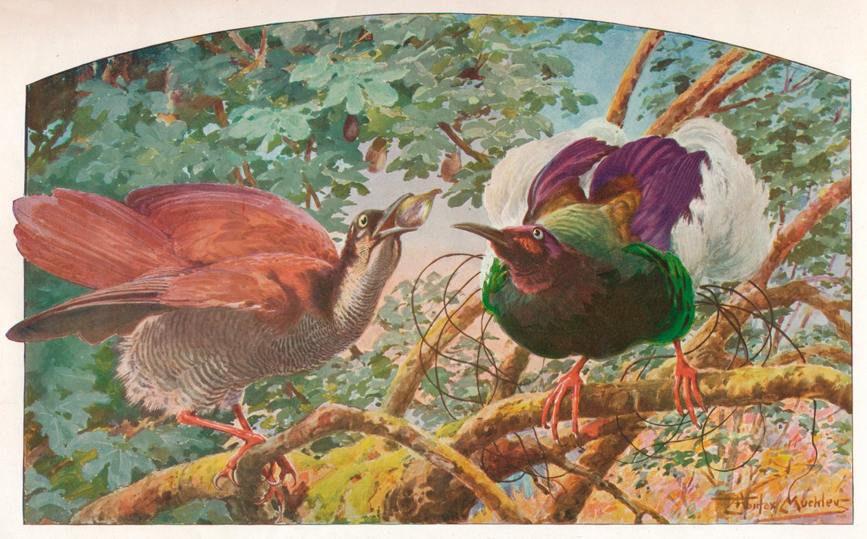 Zwölfdrähte Paradiesvögel, ca. 1910 von Louis Fairfax Muckley