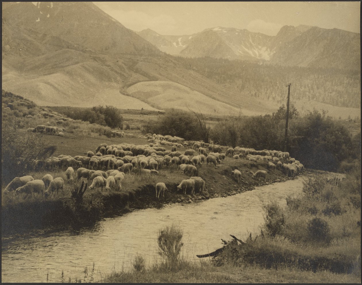Eine Bergwiese von Louis Fleckenstein
