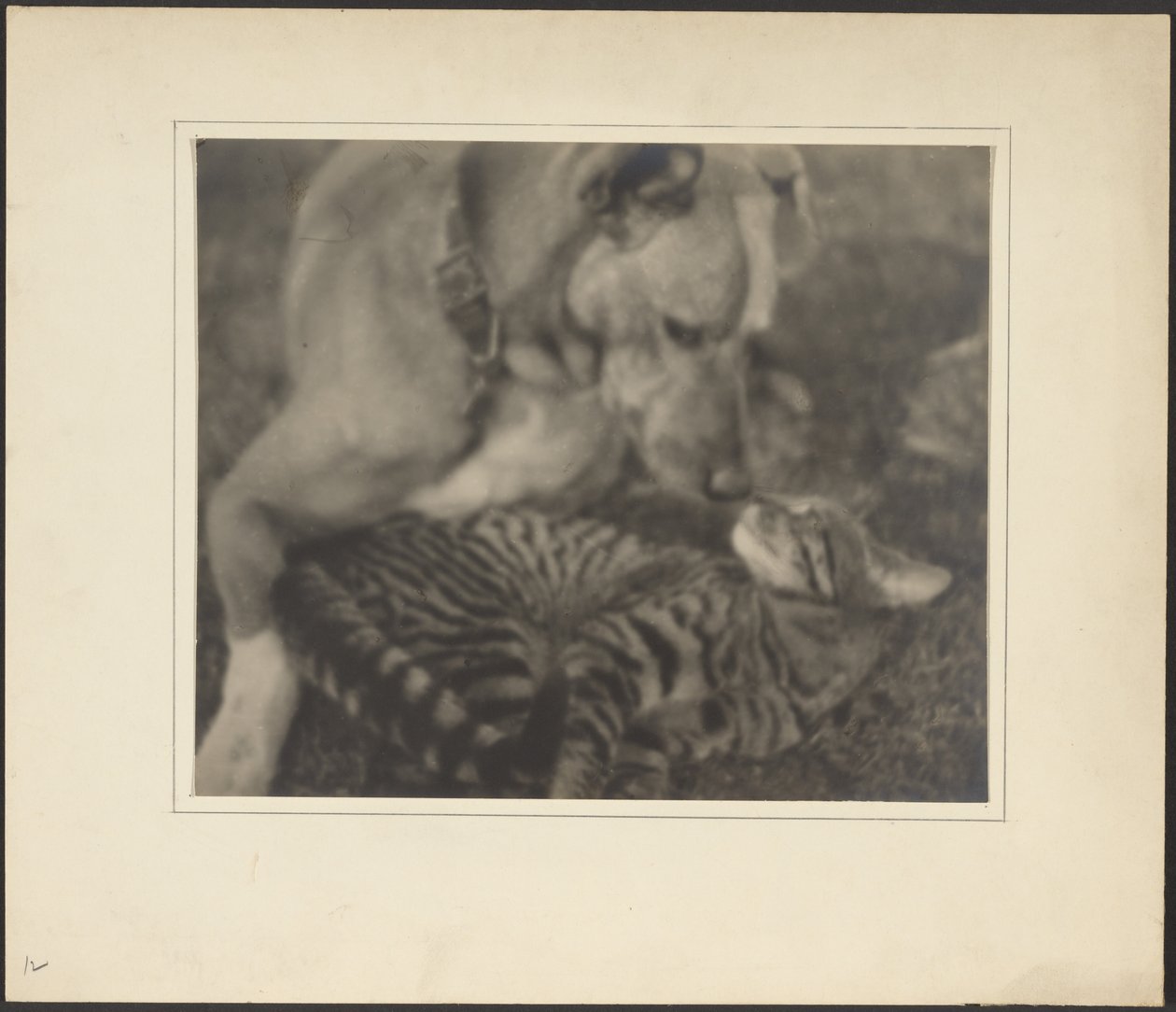 [Katze und Hund] von Louis Fleckenstein