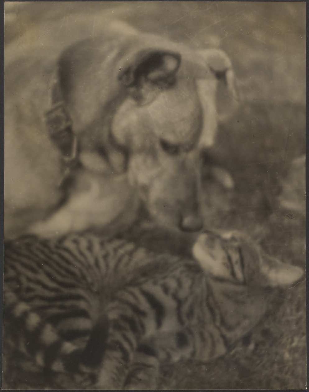 Katze und Hund von Louis Fleckenstein