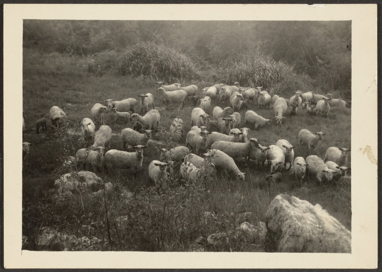 [Schafherde] von Louis Fleckenstein
