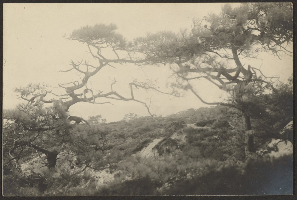 [Landschaft mit knorrigen Bäumen] von Louis Fleckenstein