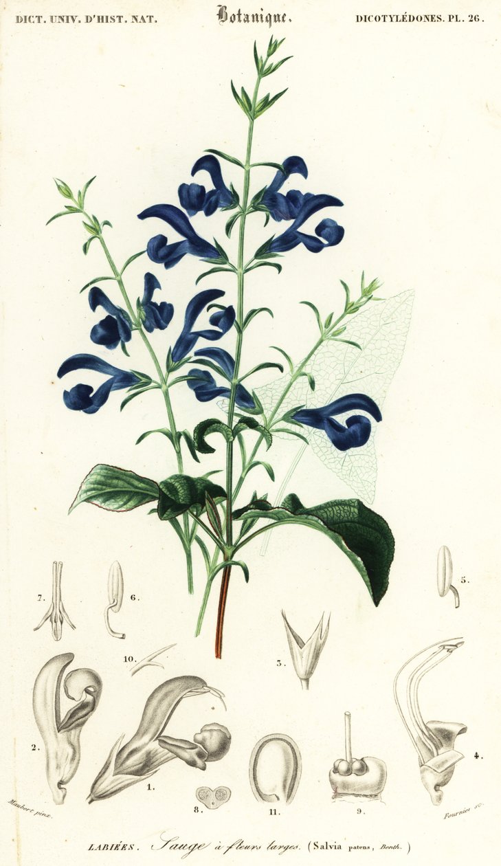 Gentianasalbei oder Spreizender Salbei, Salvia patens (Gravur) von Louis Joseph Edouard Maubert