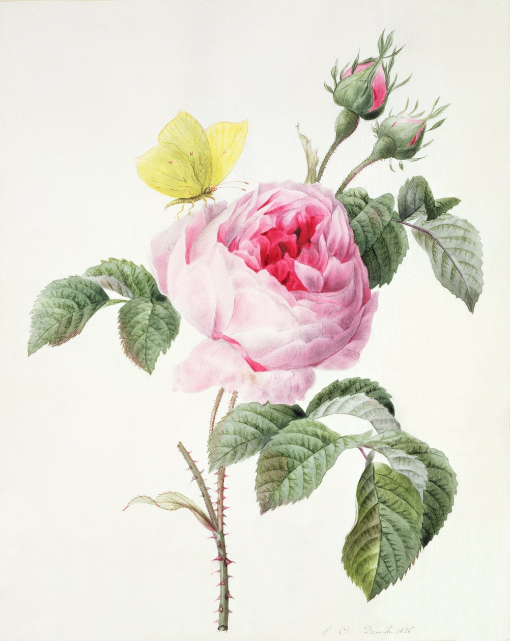 PD.107-1973.f11 Rosa Rose mit Knospen und einem Zitronenfalter, 1826 von Louise DOrleans