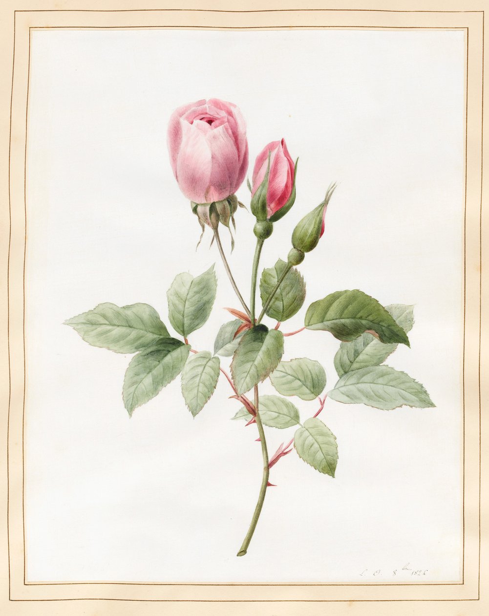 Rosa Rose und Knospen, 1826 von Louise DOrleans