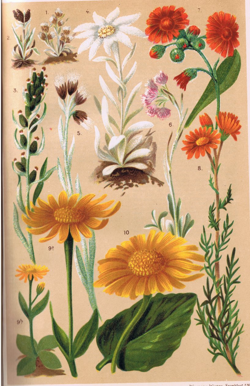 Alpenpflanzen, Illustration aus 