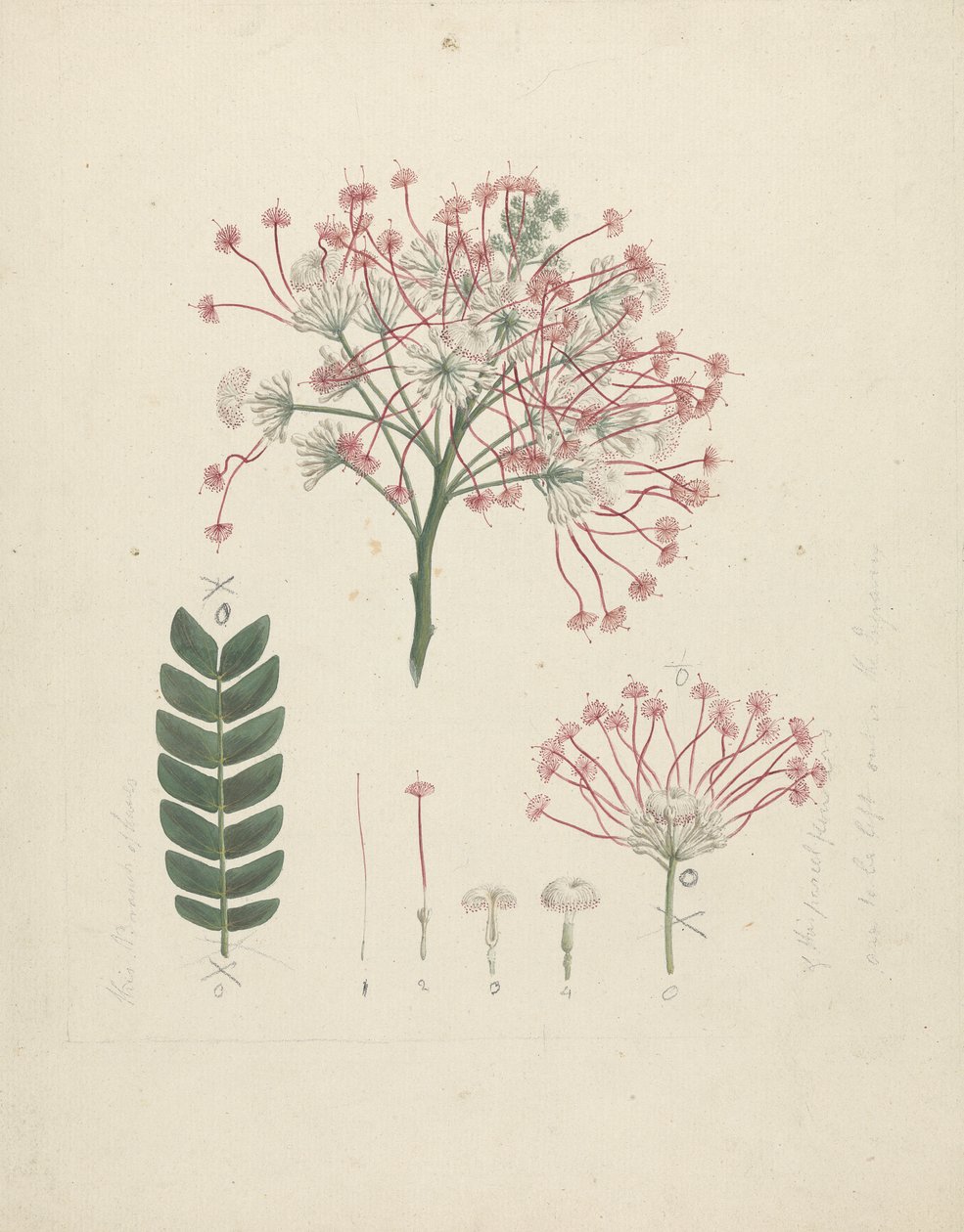 Albizia gummifera (J.F. Gmel.) C.A. Sm. (Gummi-Albizia-Baum): fertige Zeichnung des blühenden Triebs mit Details der Blütenstände, Blüten und Blätter von Luigi Balugani