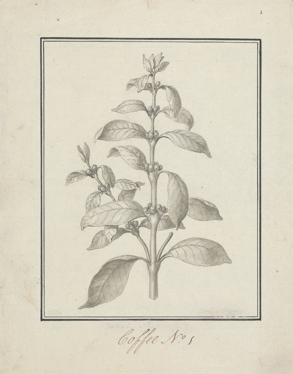 Coffea arabica L. (Arabica-Kaffee): fertige Zeichnung eines belaubten Triebs und Beeren von Luigi Balugani