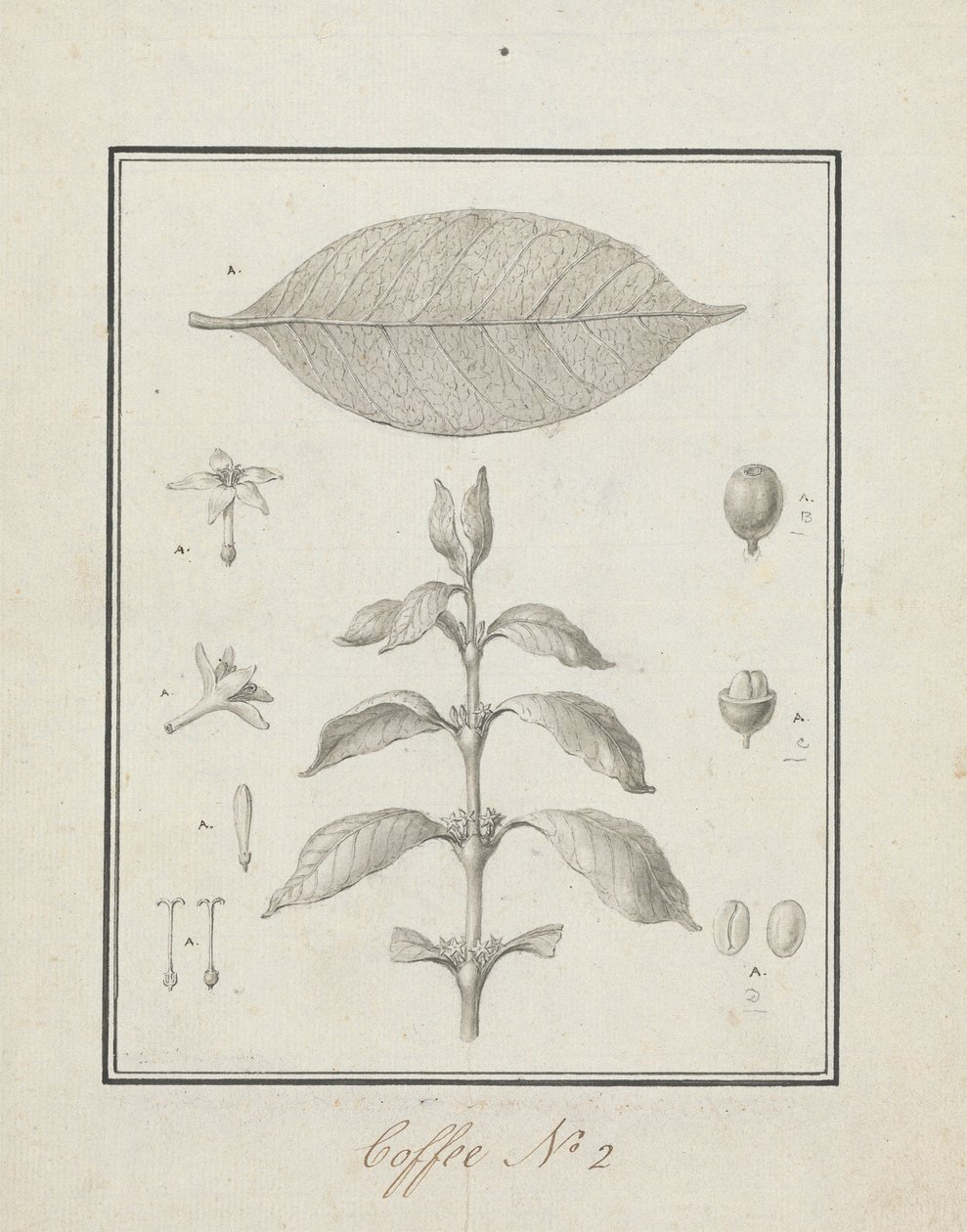 Coffea arabica L. (Arabica-Kaffee): fertige Zeichnung eines belaubten Triebs, mit Details von Blumen, Blättern und Früchten von Luigi Balugani