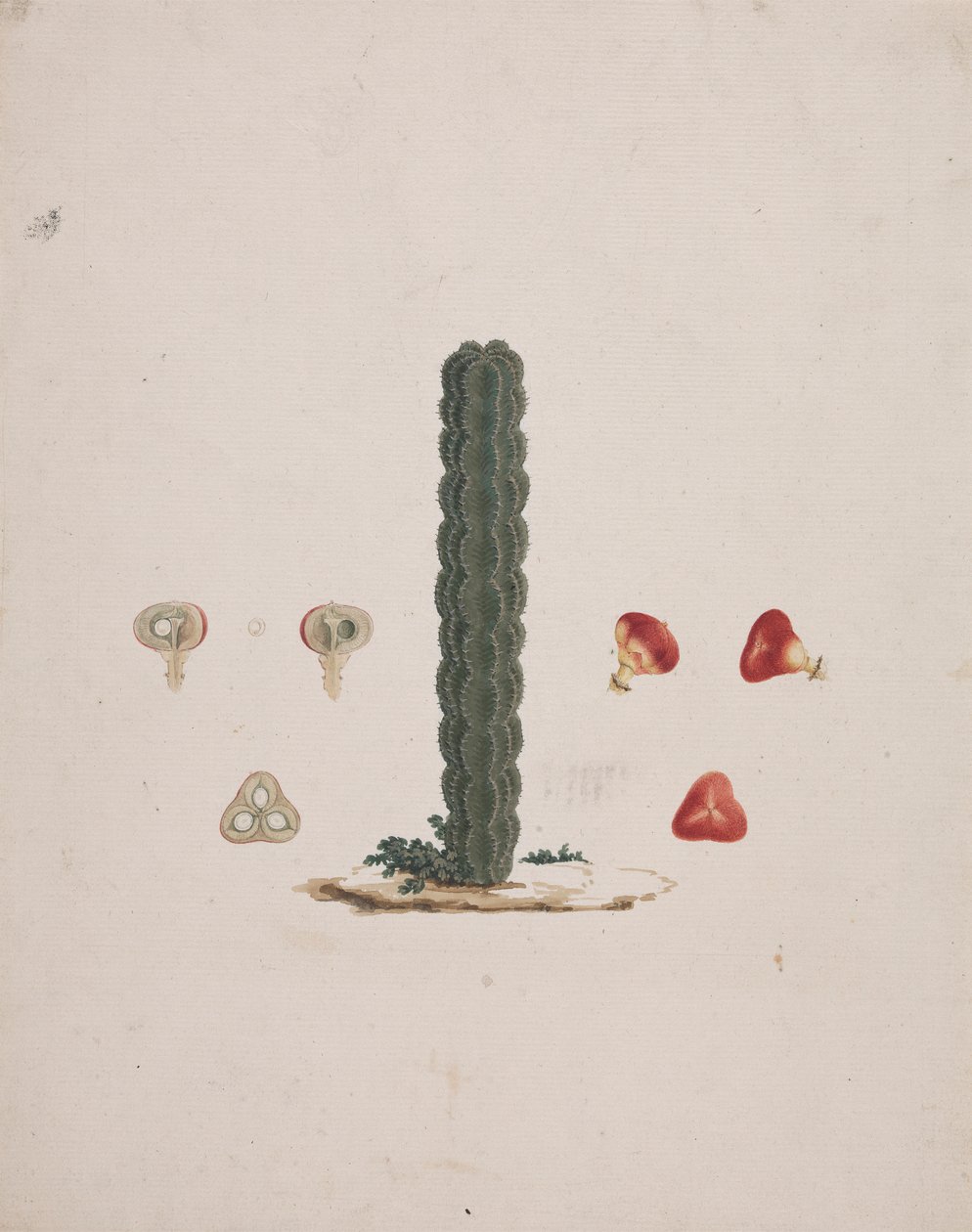 Euphorbia abyssinica J.F. Gmel. (Äthiopischer Wolfsmilchbaum): fertige Zeichnung eines einzelnen Stammes, mit Details von ganzen und zerlegten Früchten von Luigi Balugani