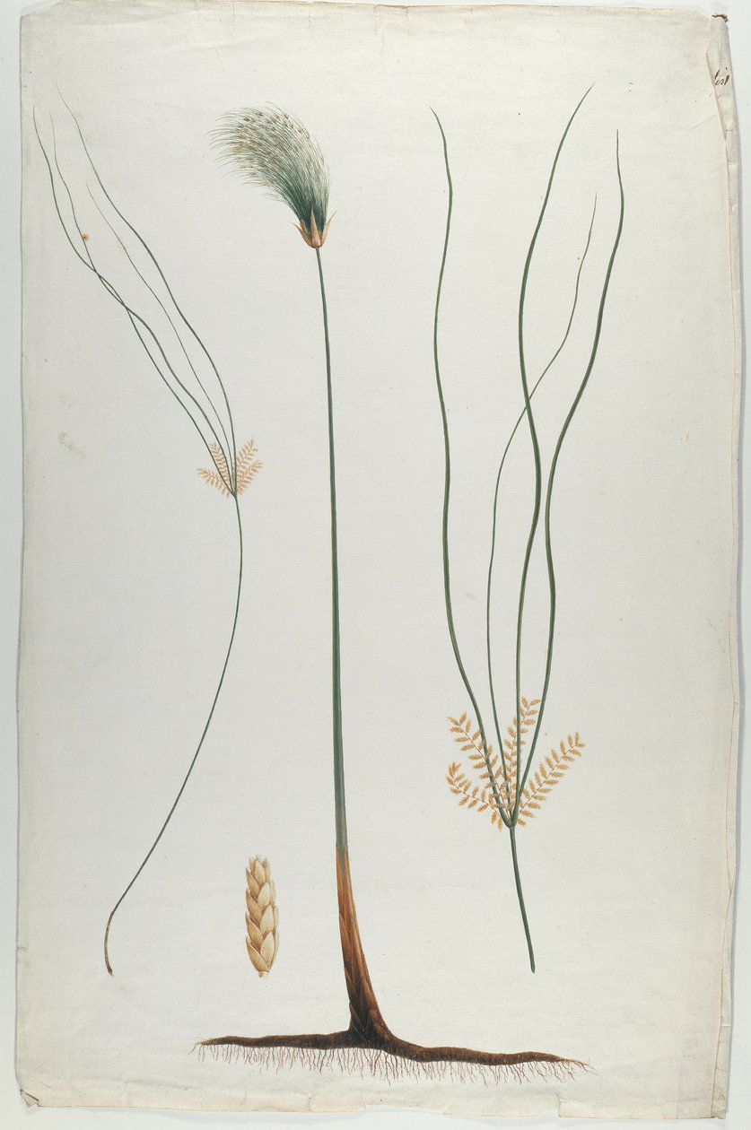 Papyrus (Pflanzen- und Wurzeldetail), nach James Abyssinian Bruce (1730-94) von Luigi Balugani