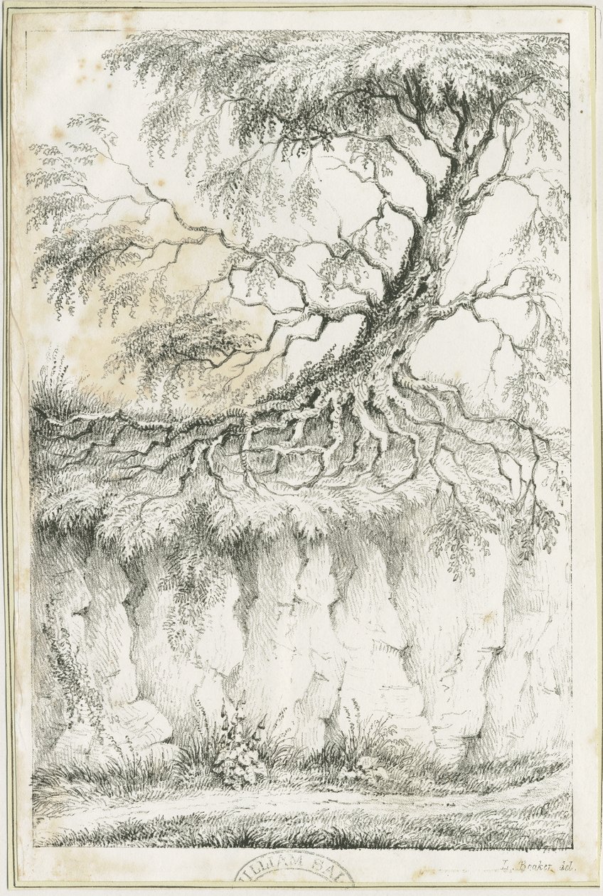 Dudley - Baum: Lithografie, um 1825 von Luke Booker