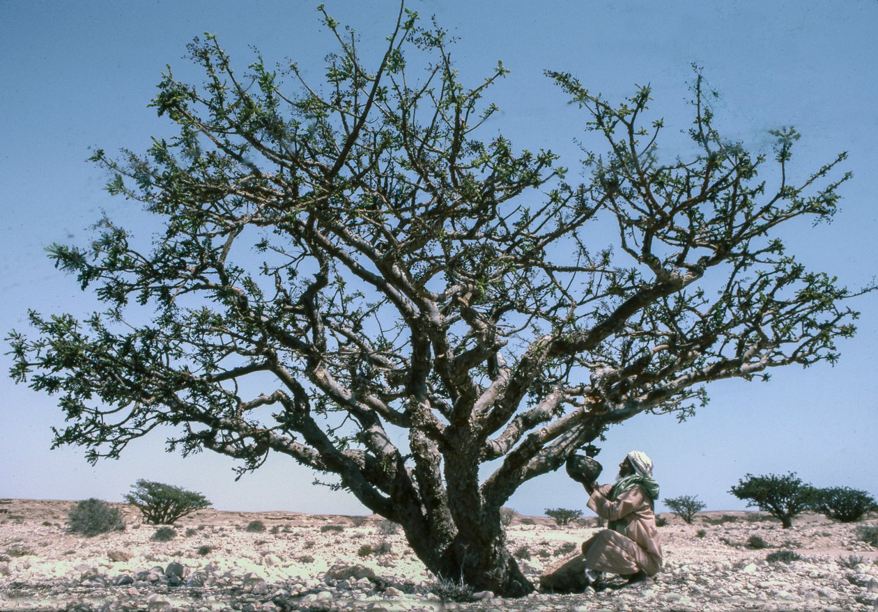 Mann sammelt das Weihrauchharz, auch bekannt als Olibanum, von einem Boswellia-Baum im Oman. von Lynn Abercrombie