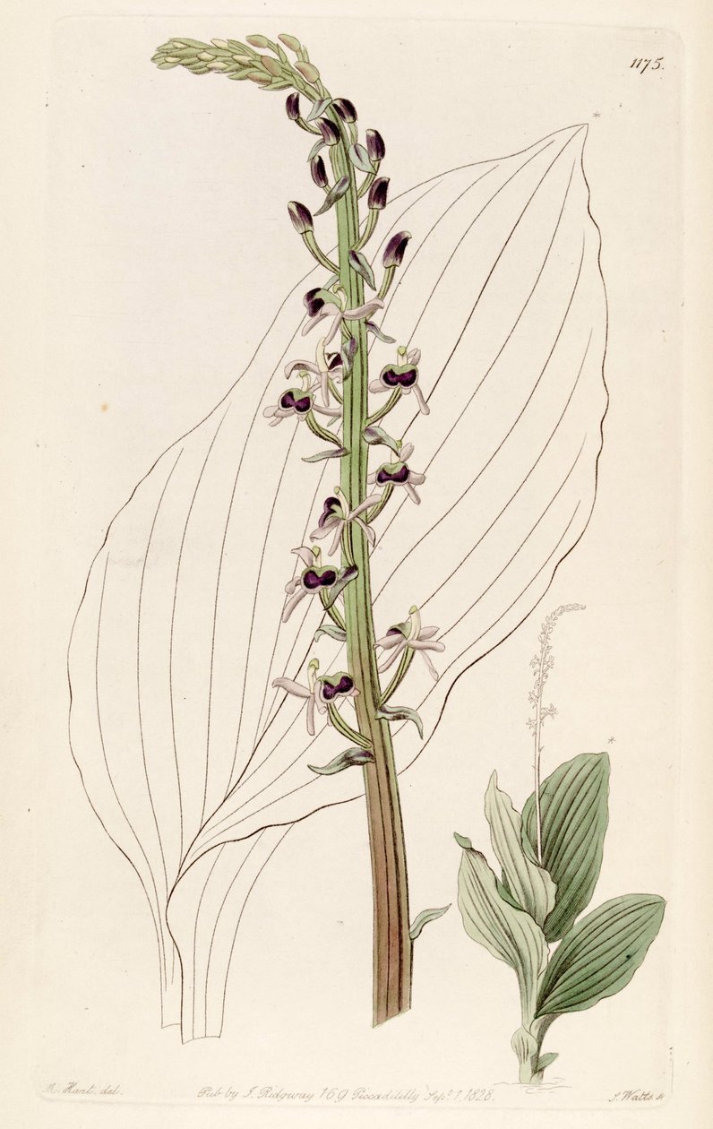 Illustration von Liparis nervosa ssp. nervosa (als syn. Liparis elata) von M. Hart