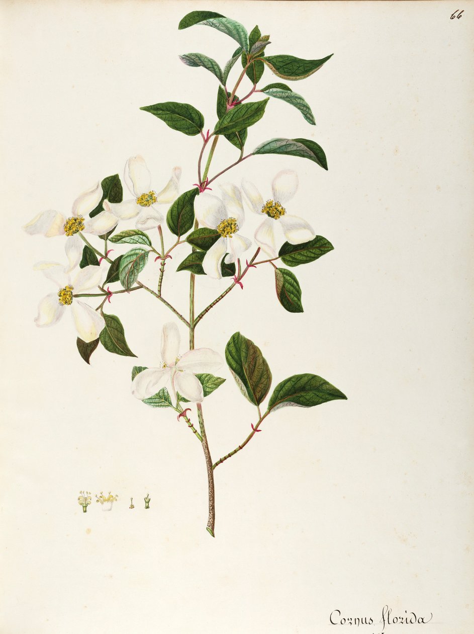 Blühender Hartriegel (Cornus florida), Cornaceae, kleiner Baum oder Strauch, heimisch in Nordamerika von Maddalena Lisa Mussino