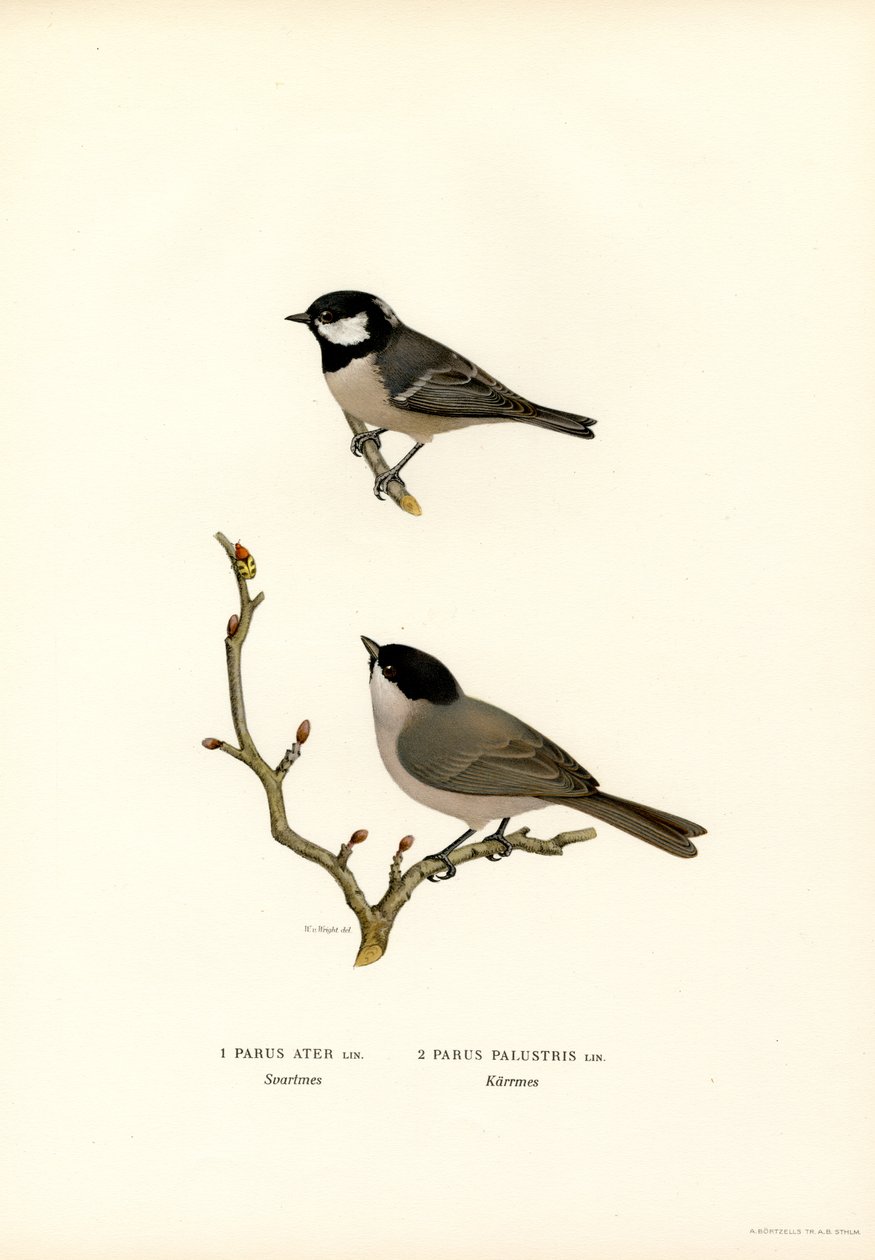 Haubenmeise von Magnus Ferdinand and Wilhelm von Wright