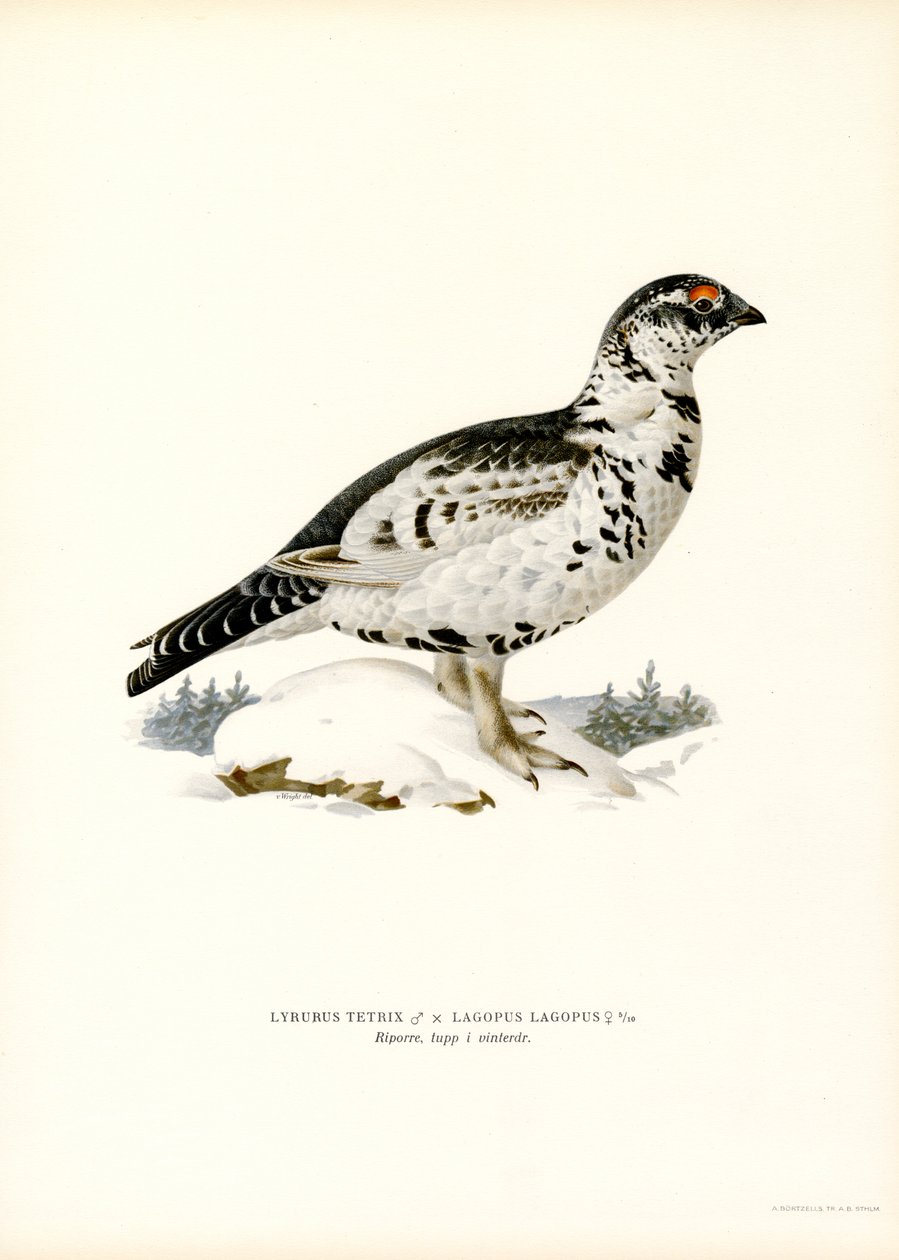 Birkhuhn x Moorschneehuhn von Magnus Ferdinand and Wilhelm von Wright