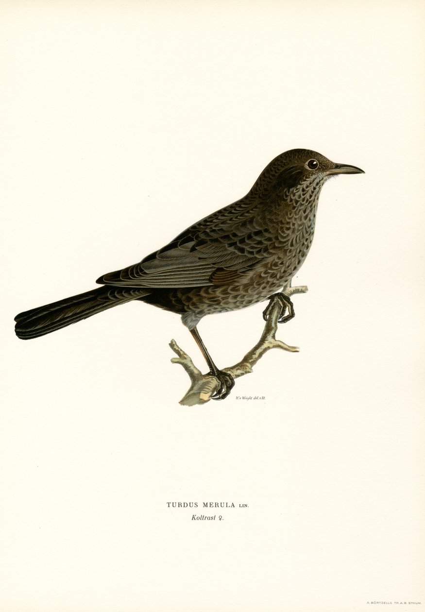 Amsel von Magnus Ferdinand and Wilhelm von Wright