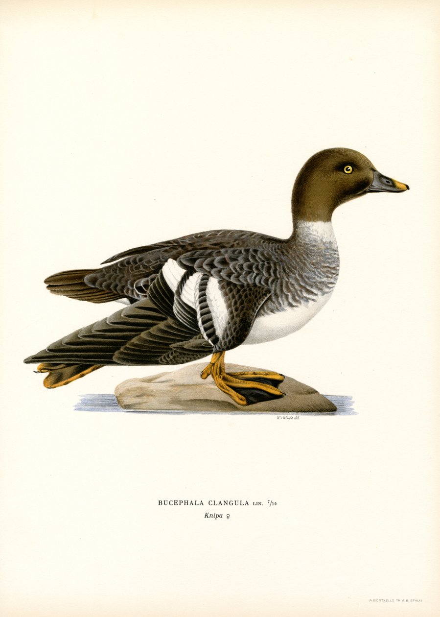 Schellente von Magnus Ferdinand and Wilhelm von Wright