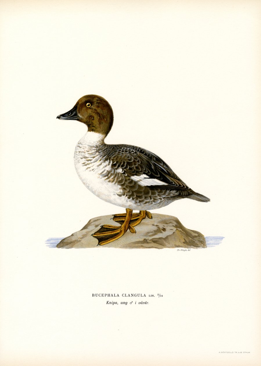 Schellente von Magnus Ferdinand and Wilhelm von Wright