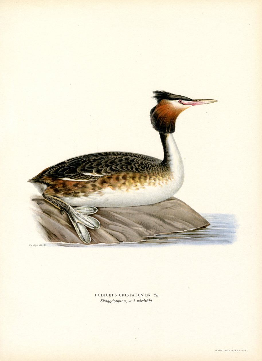 Haubentaucher von Magnus Ferdinand and Wilhelm von Wright