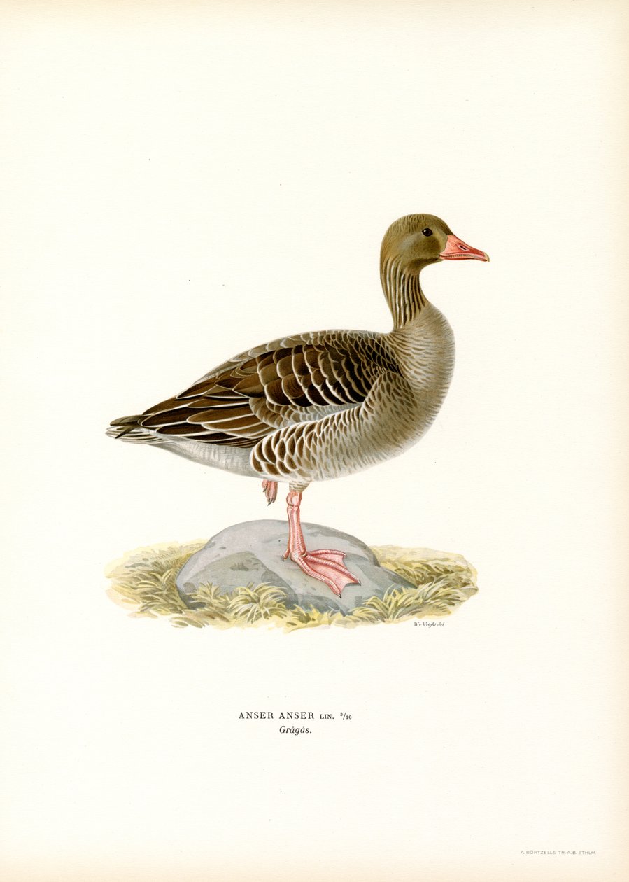 Graugans von Magnus Ferdinand and Wilhelm von Wright