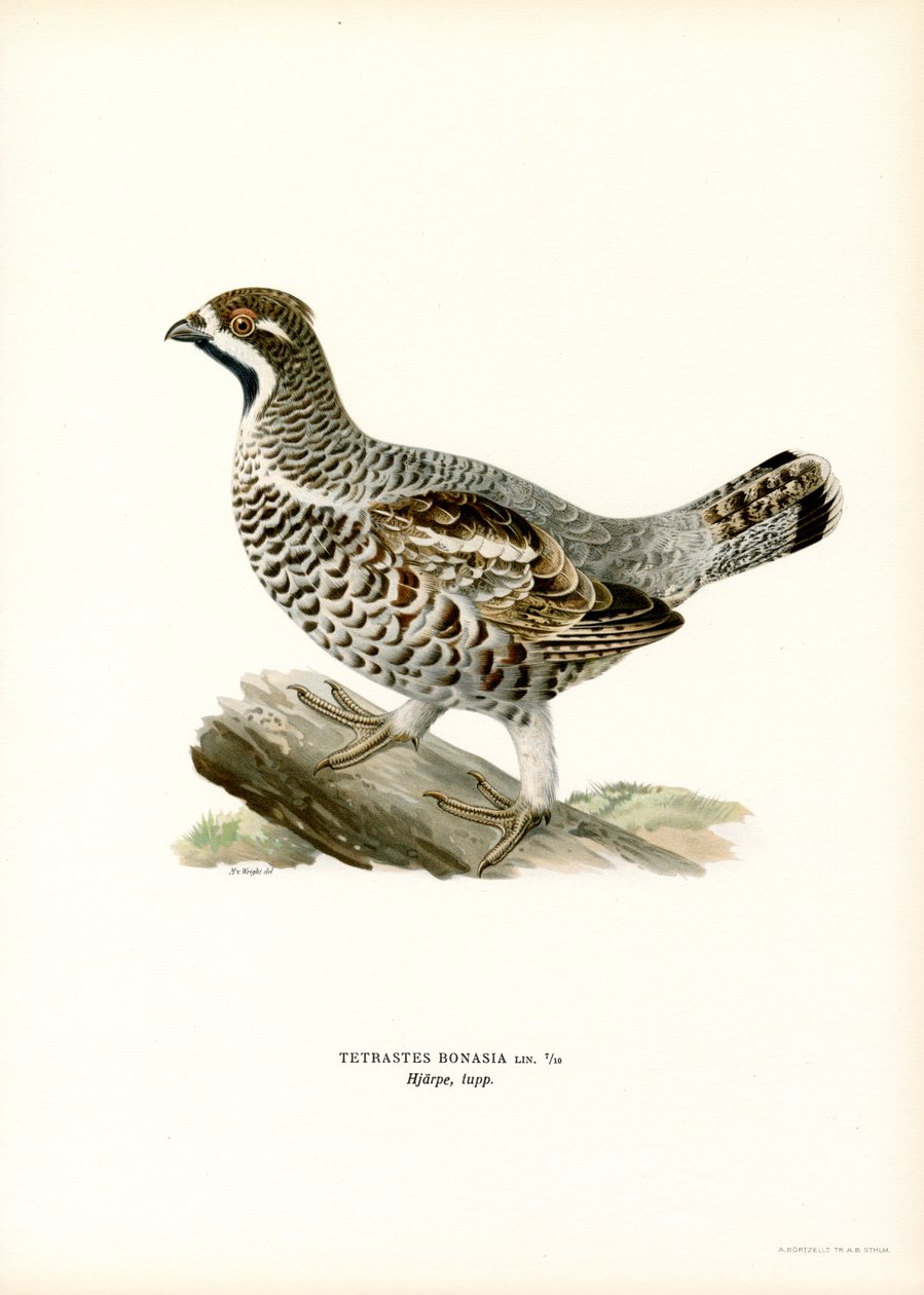 Haselhuhn von Magnus Ferdinand and Wilhelm von Wright