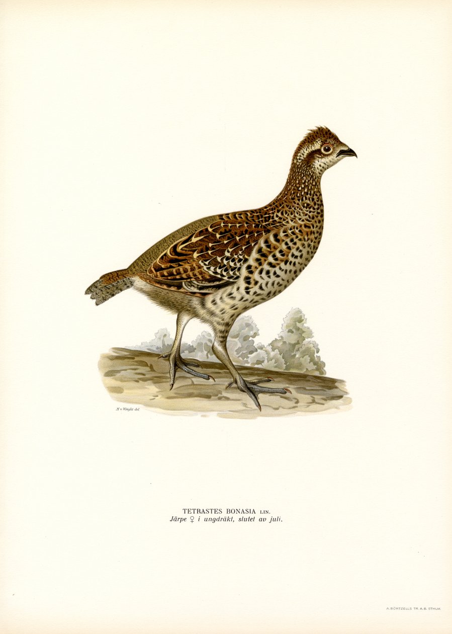 Haselhuhn von Magnus Ferdinand and Wilhelm von Wright