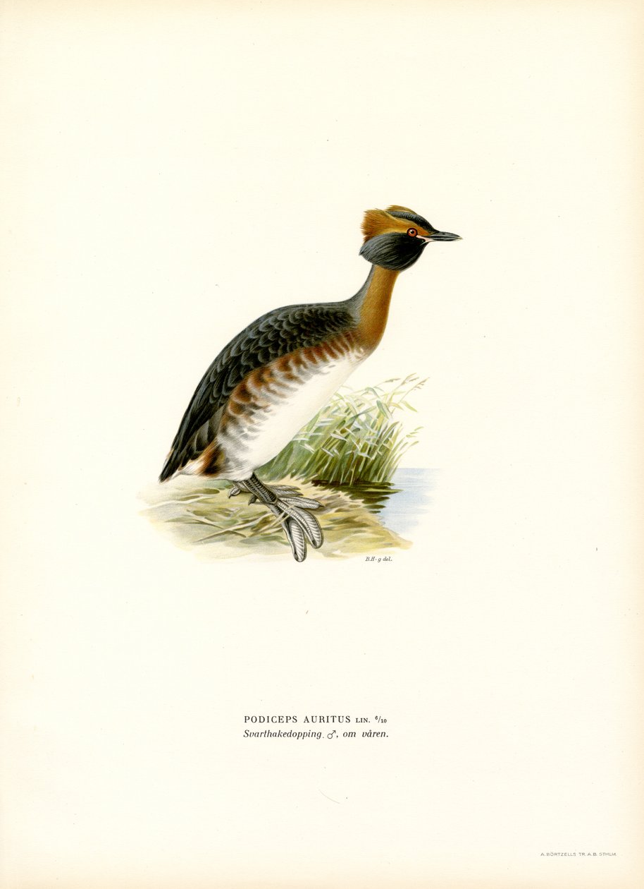 Ohrentaucher von Magnus Ferdinand and Wilhelm von Wright