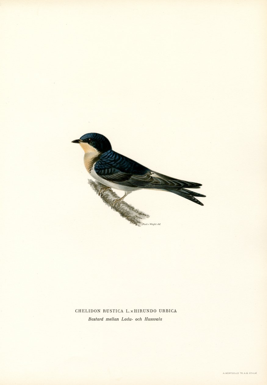Rauchschwalbe von Magnus Ferdinand and Wilhelm von Wright