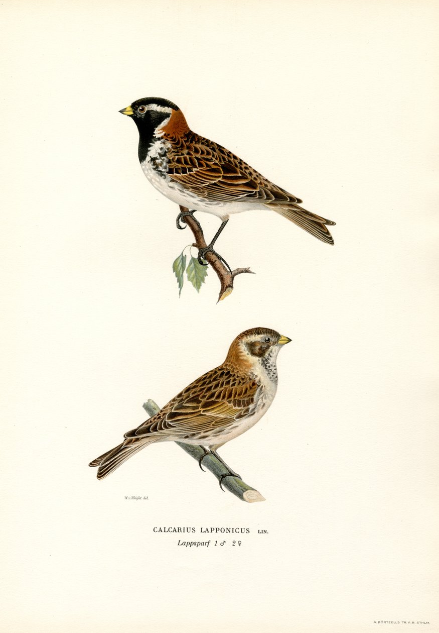 Spornammer von Magnus Ferdinand and Wilhelm von Wright