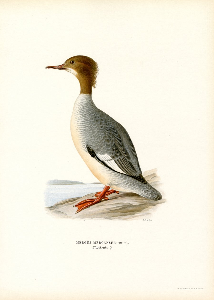Gänsesäger von Magnus Ferdinand and Wilhelm von Wright