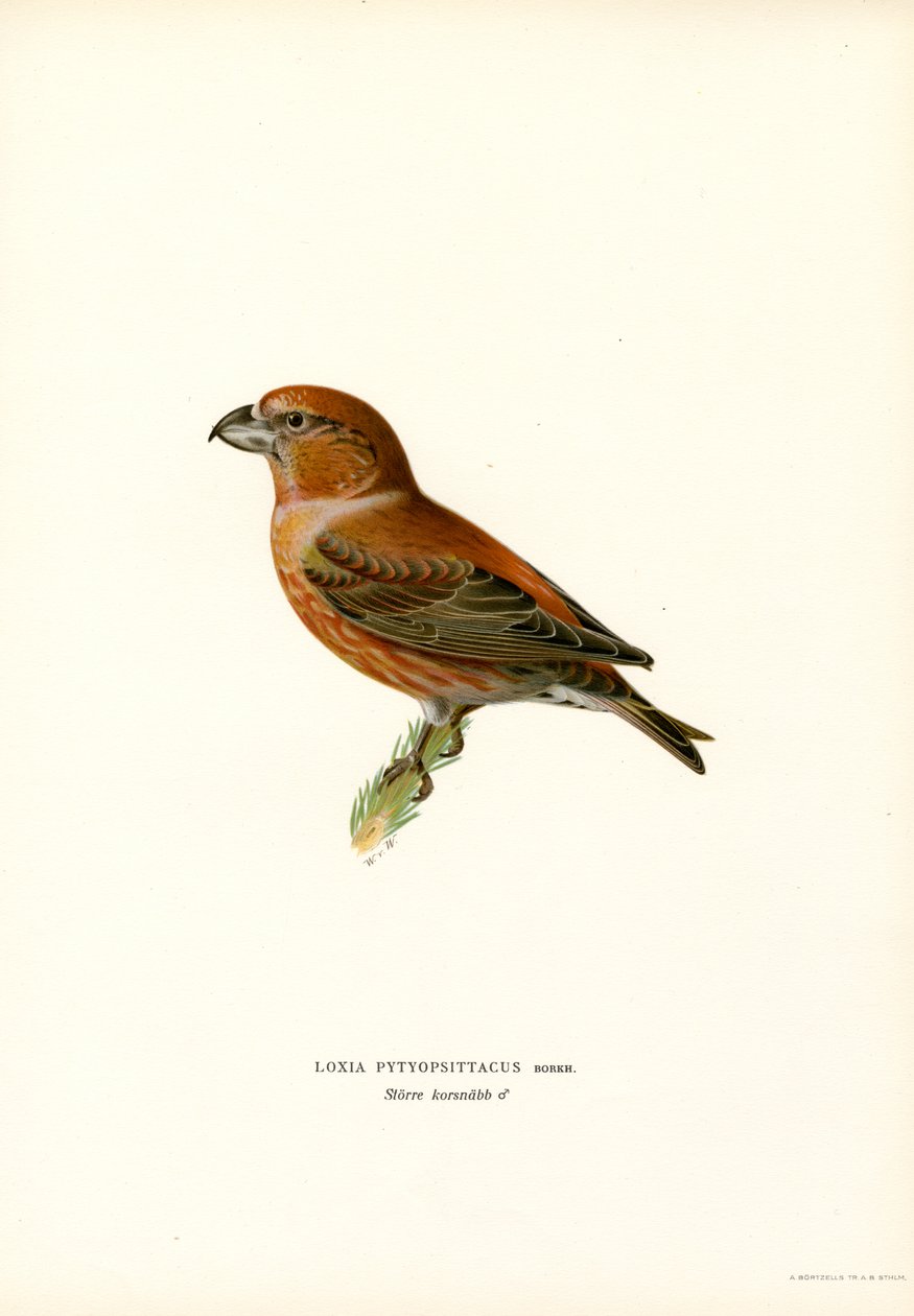 Fichtenkreuzschnabel von Magnus Ferdinand and Wilhelm von Wright