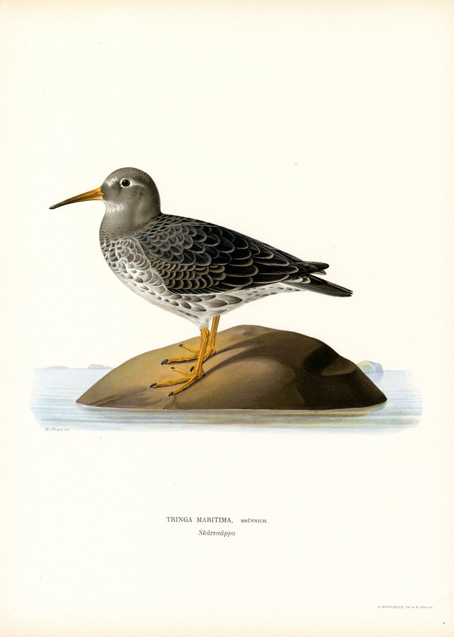 Meerstrandläufer von Magnus Ferdinand and Wilhelm von Wright