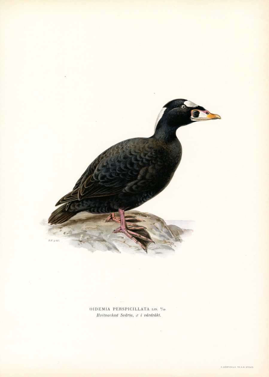 Schwarzkopf-Ruderente von Magnus Ferdinand and Wilhelm von Wright