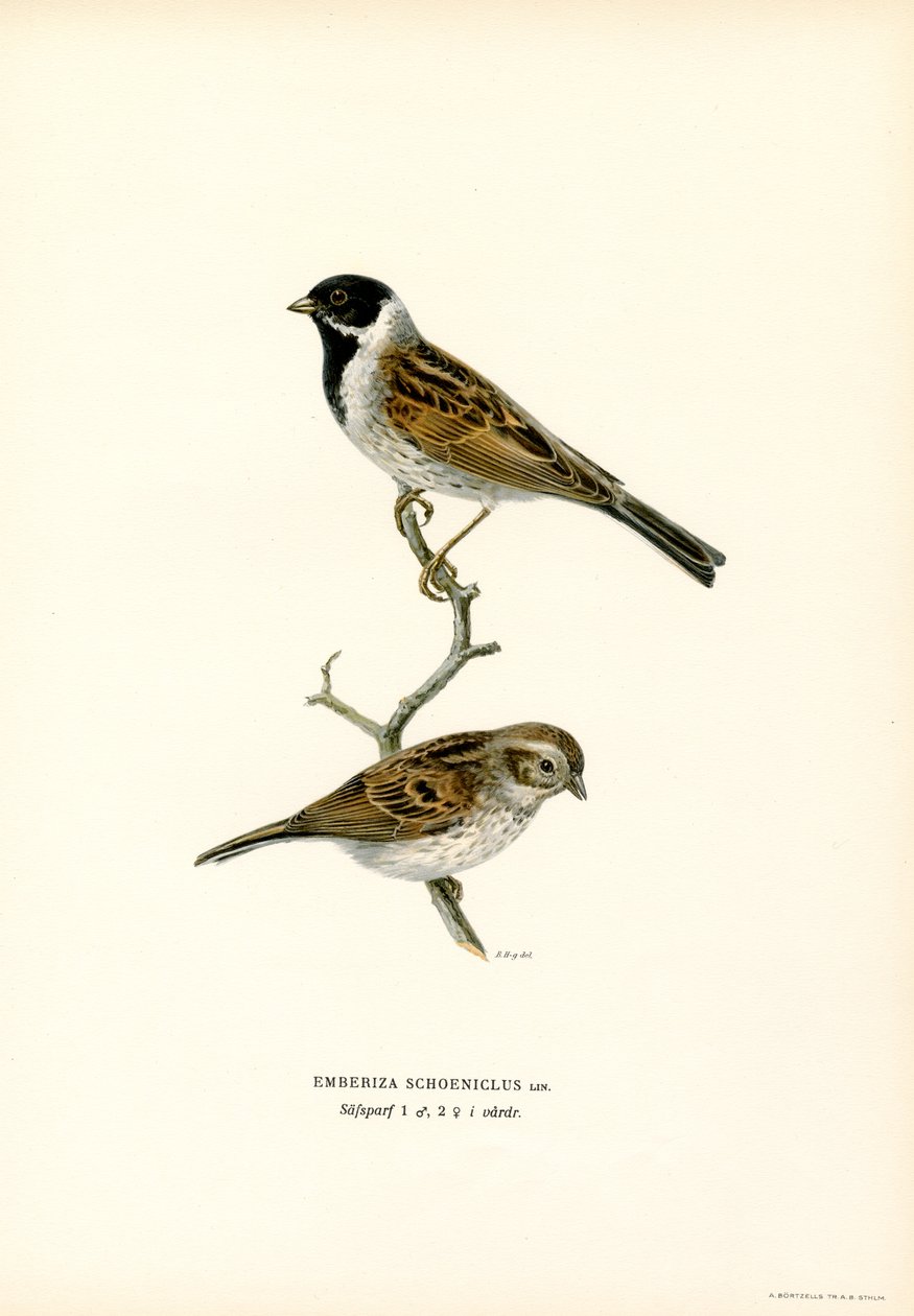 Rohrammer von Magnus Ferdinand and Wilhelm von Wright