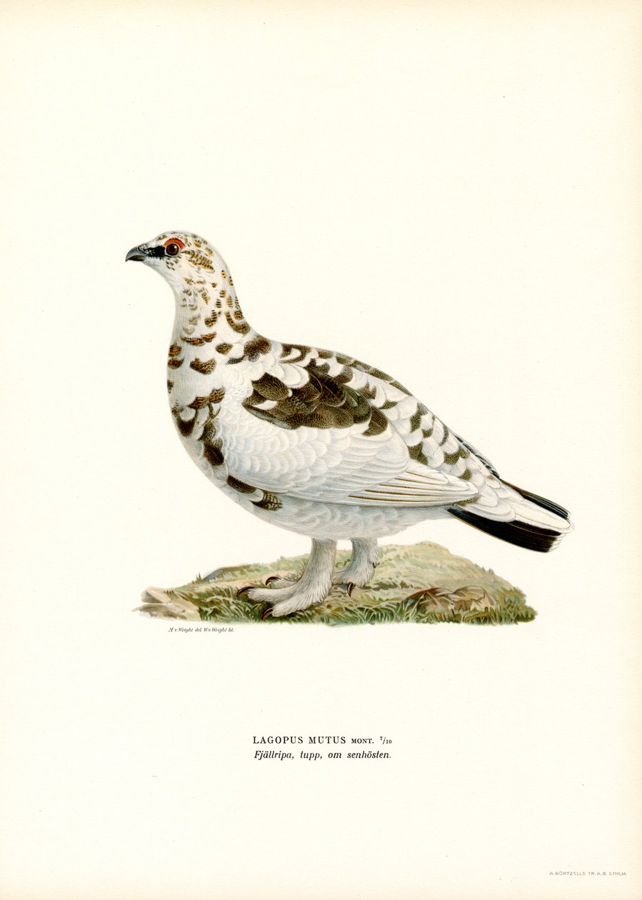 Alpenschneehuhn von Magnus Ferdinand and Wilhelm von Wright