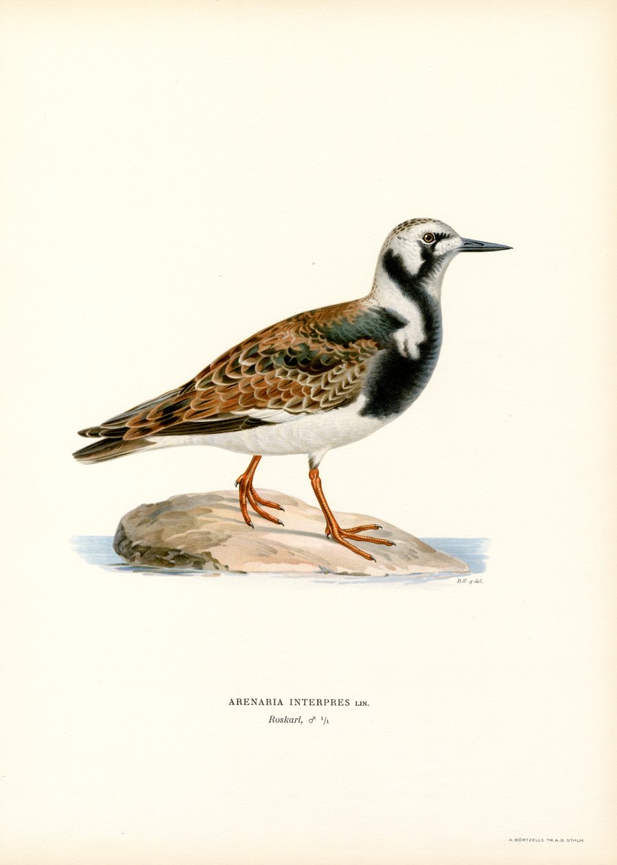 Rotschenkel von Magnus Ferdinand and Wilhelm von Wright
