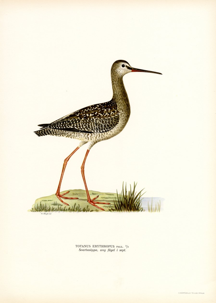 Dunkler Wasserläufer von Magnus Ferdinand and Wilhelm von Wright