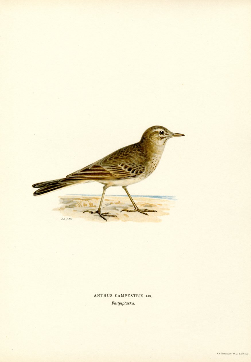 Brachpieper von Magnus Ferdinand and Wilhelm von Wright
